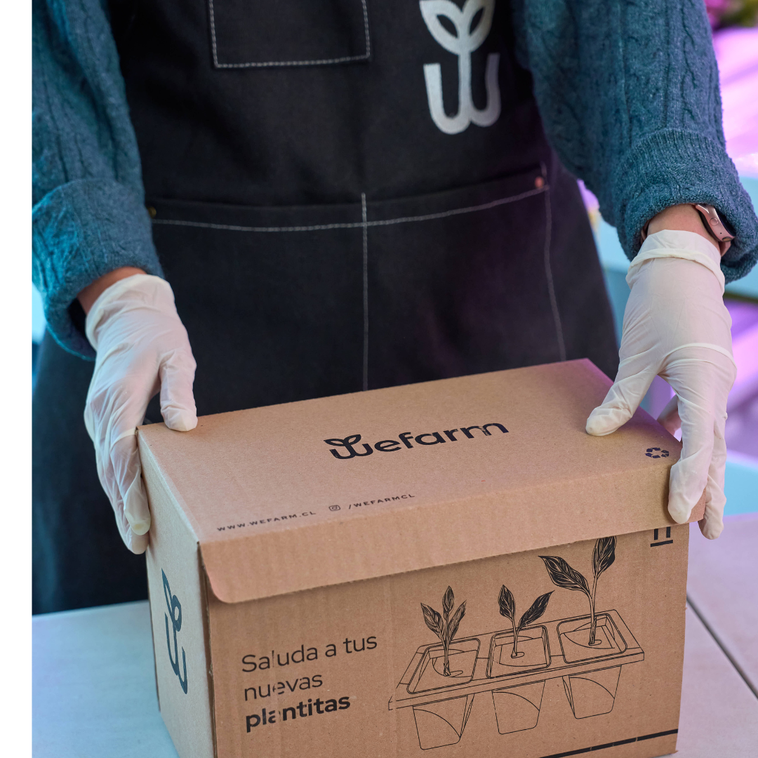 Carga de Plantas Hidropónicas